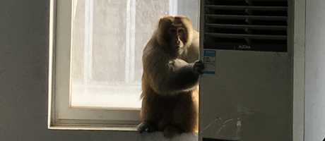 辦公室裝修魅力大，獼猴君亂入來“串門”！
